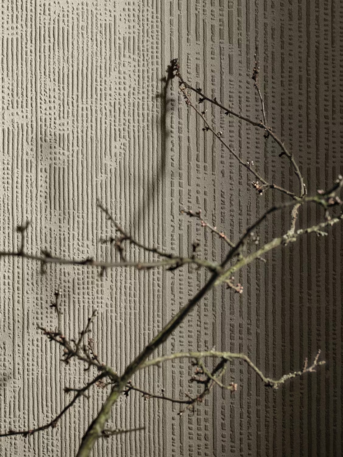 Delicate branches against a vertically textured stone wall